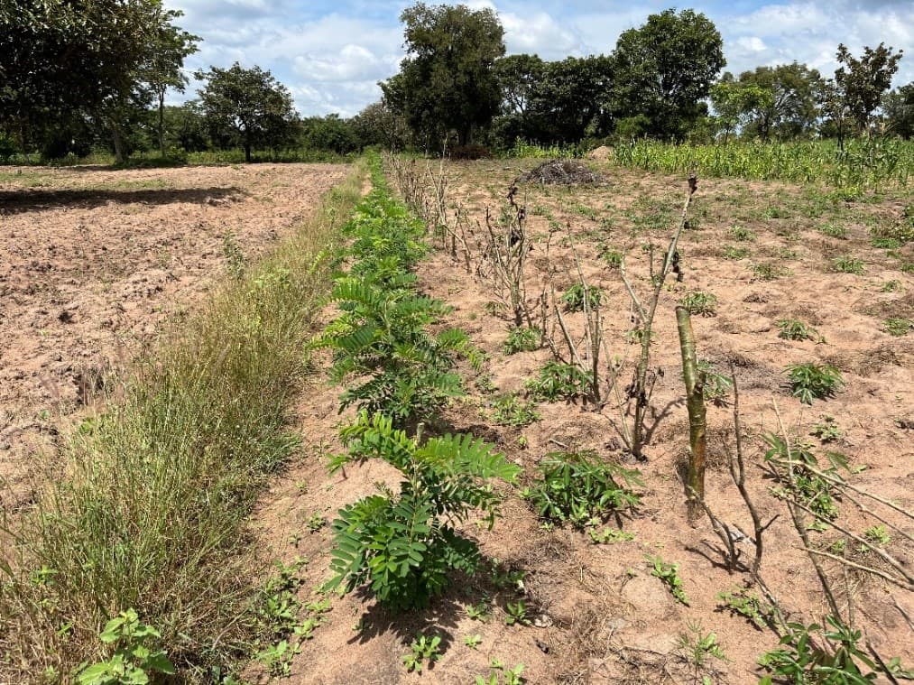 A strip of Tephrosia vogeli planted by a farmer in Amuria
