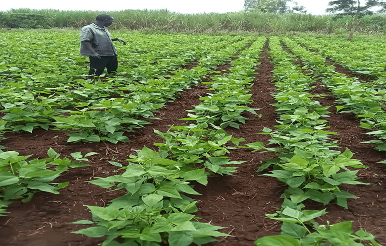 Good agronomic practices in Kamuli district